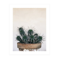 cactus nature XI (Print Only)