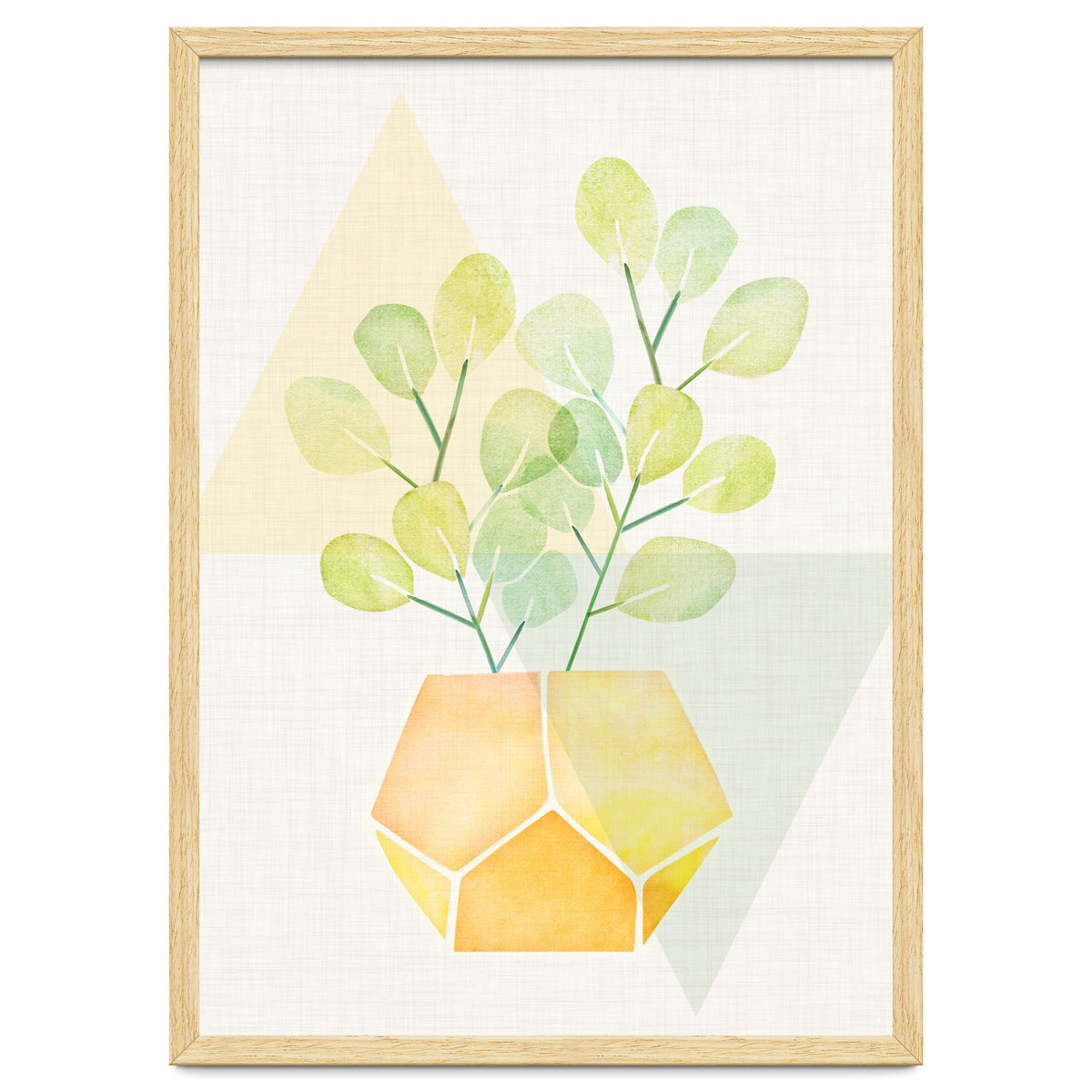 Geometry and House Plant