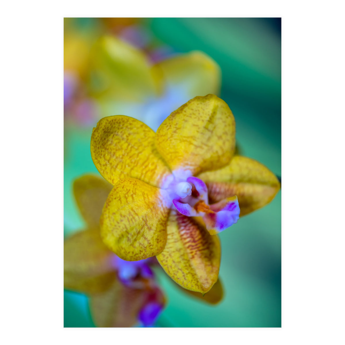 Orchidee Phalleanopsis (Print Only)