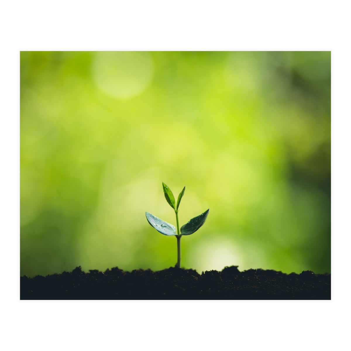 Plant in Nature (Print Only)