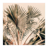 Morning Star (Print Only) thumbnail