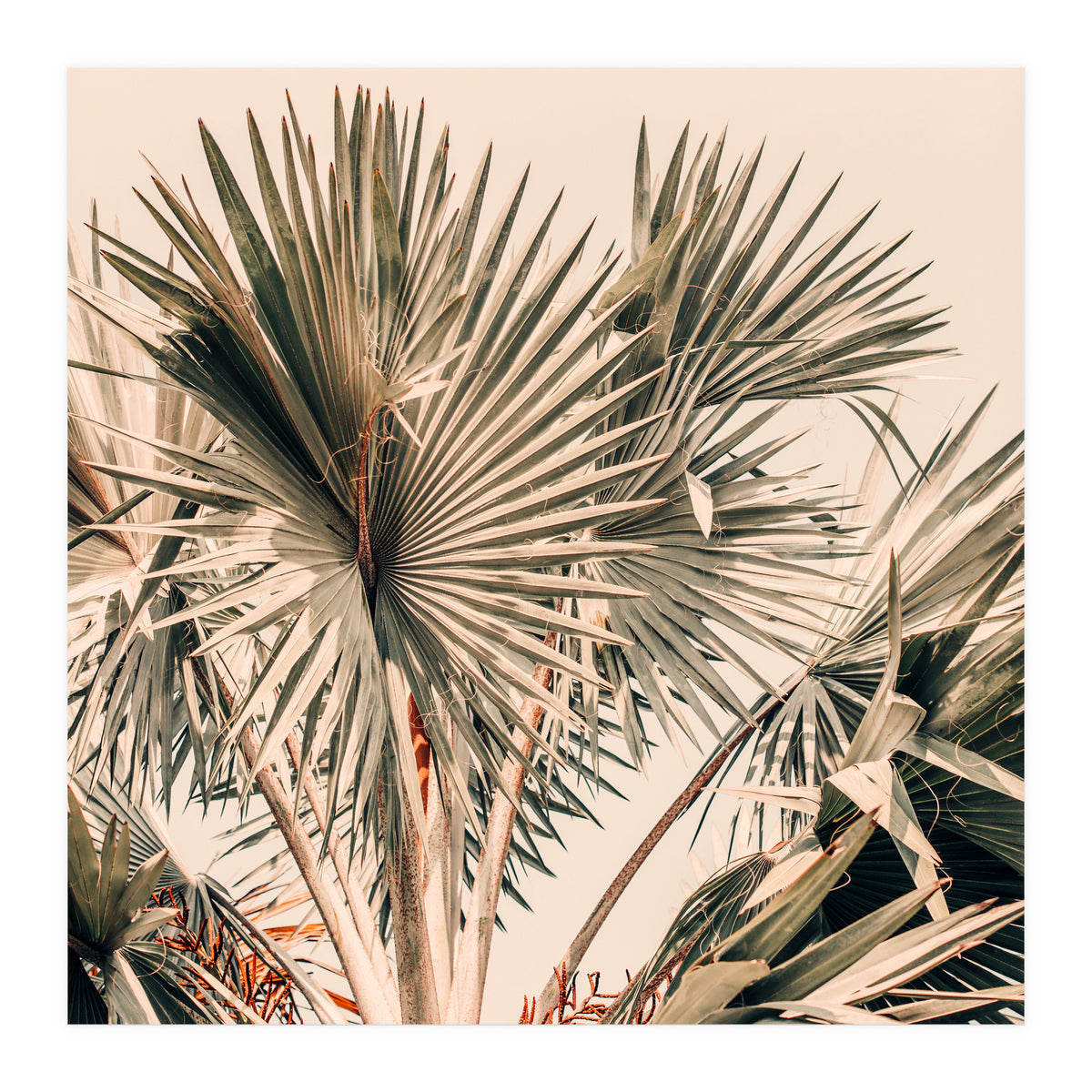 Morning Star (Print Only)