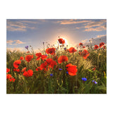 Poppies Light (Print Only) thumbnail