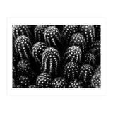 Cactus (Print Only) thumbnail