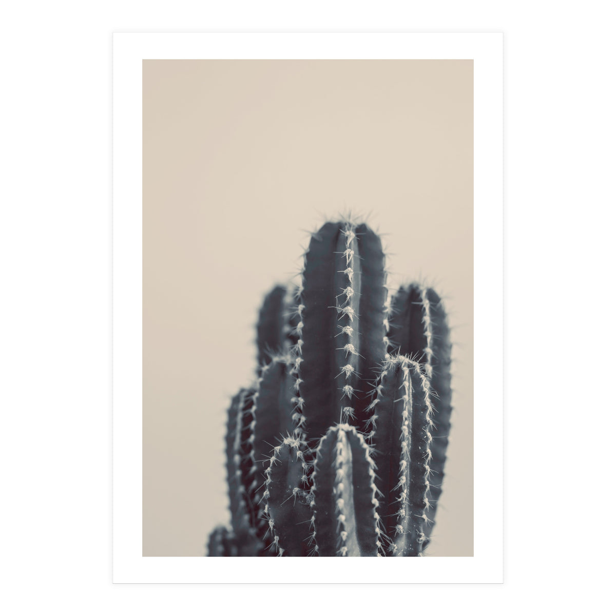 Vintage Cactus #1 (Print Only)