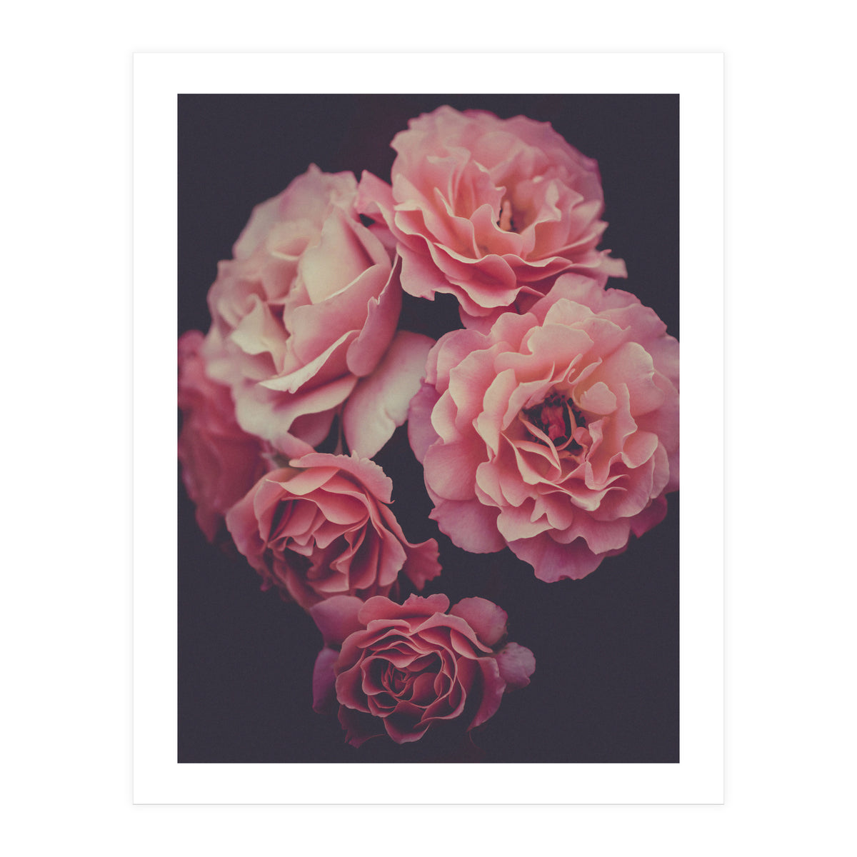 Dreamy Roses (Print Only)
