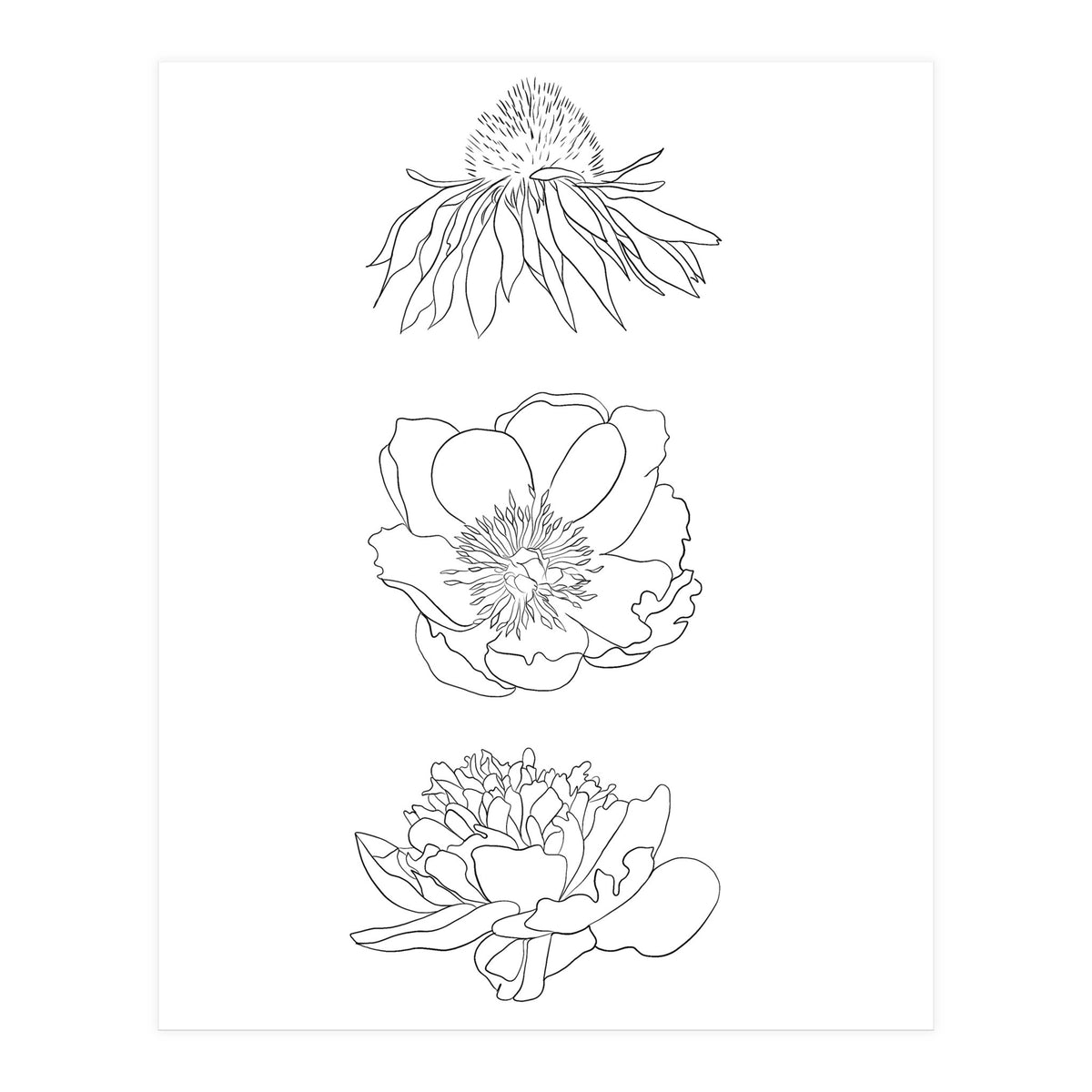 Hand Drawn Flowers (Print Only)