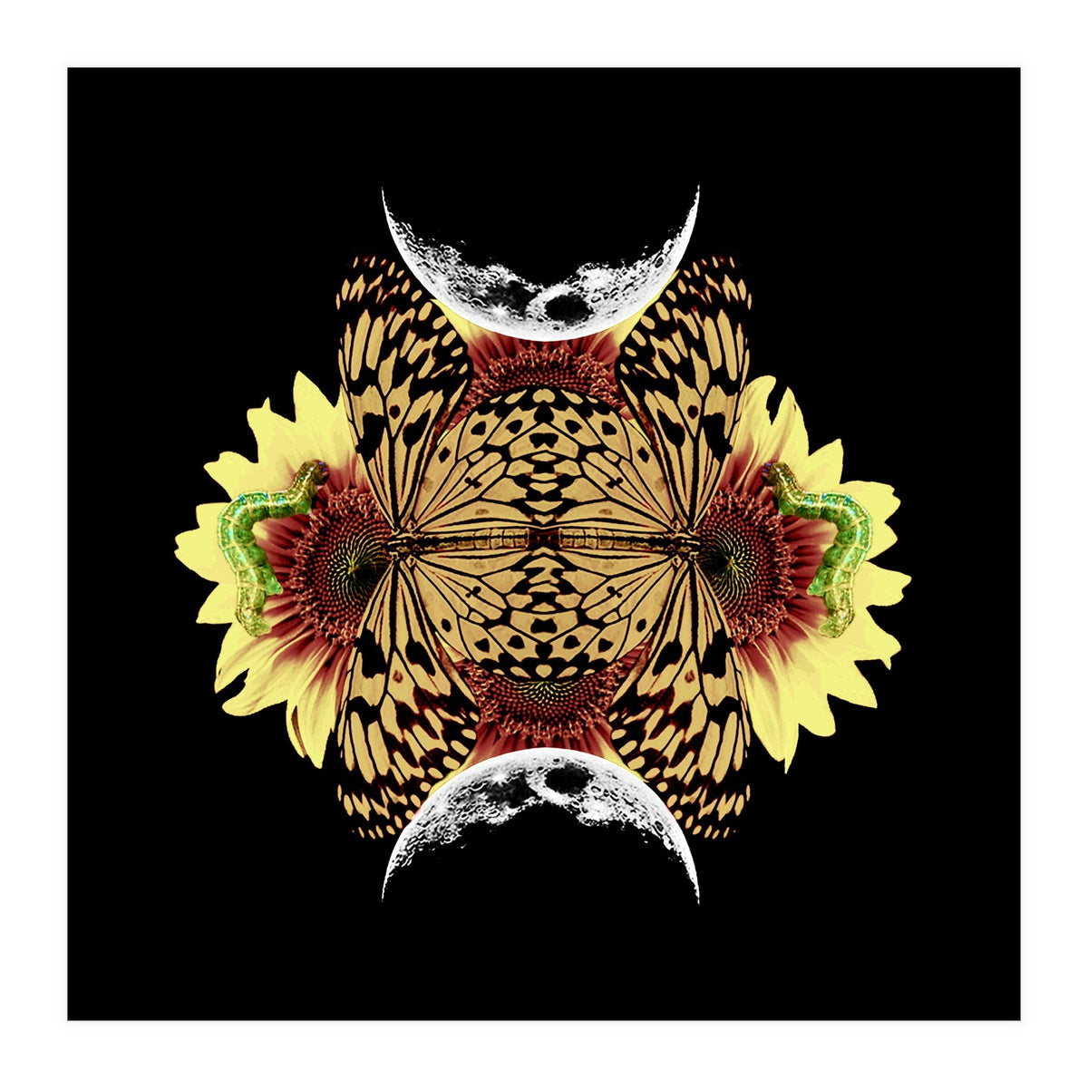 Metamorphosis (Print Only)