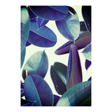 Elastica Amaro (Print Only) thumbnail