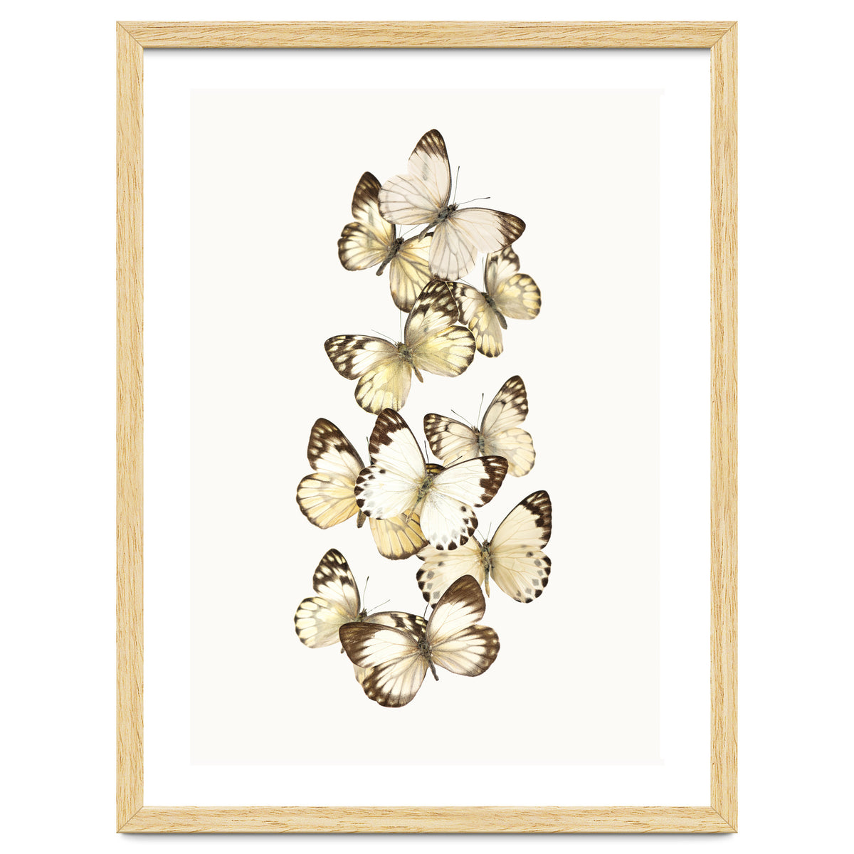 Cc Butterflies 01
