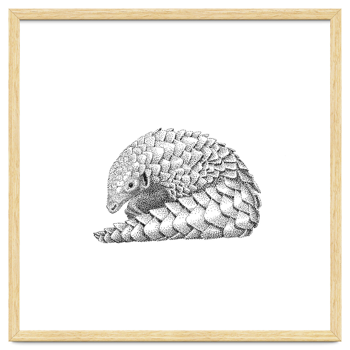 Pangolin