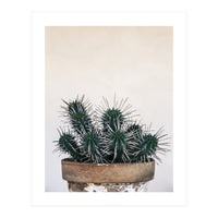 cactus nature XI (Print Only)