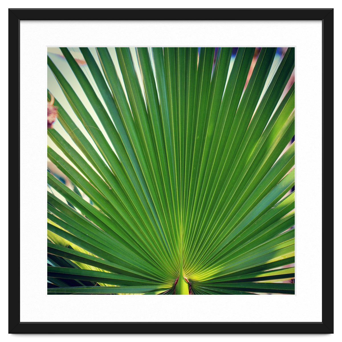 palm leaf