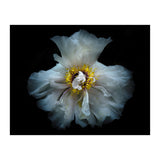 Backyard Flowers 49 Color Version (Print Only) thumbnail