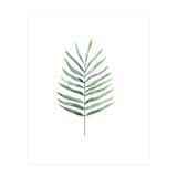 Botanical Illustration Fern (Print Only) thumbnail