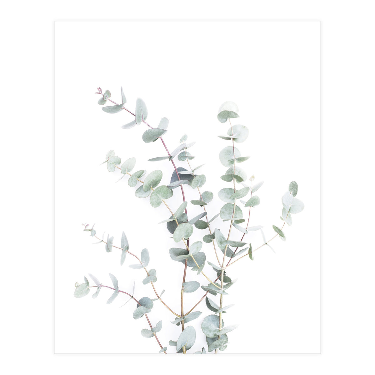 Eucalyptus Branch (Print Only)