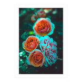 Rose Flowers  (Print Only) thumbnail