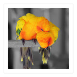 Two sun conures (Print Only) thumbnail
