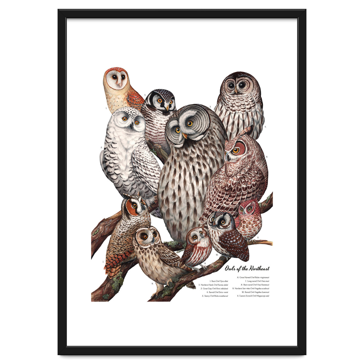 Owls Of The Northeast