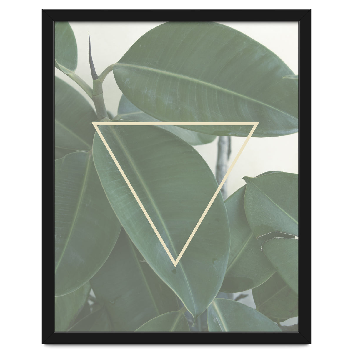 ficus triangle