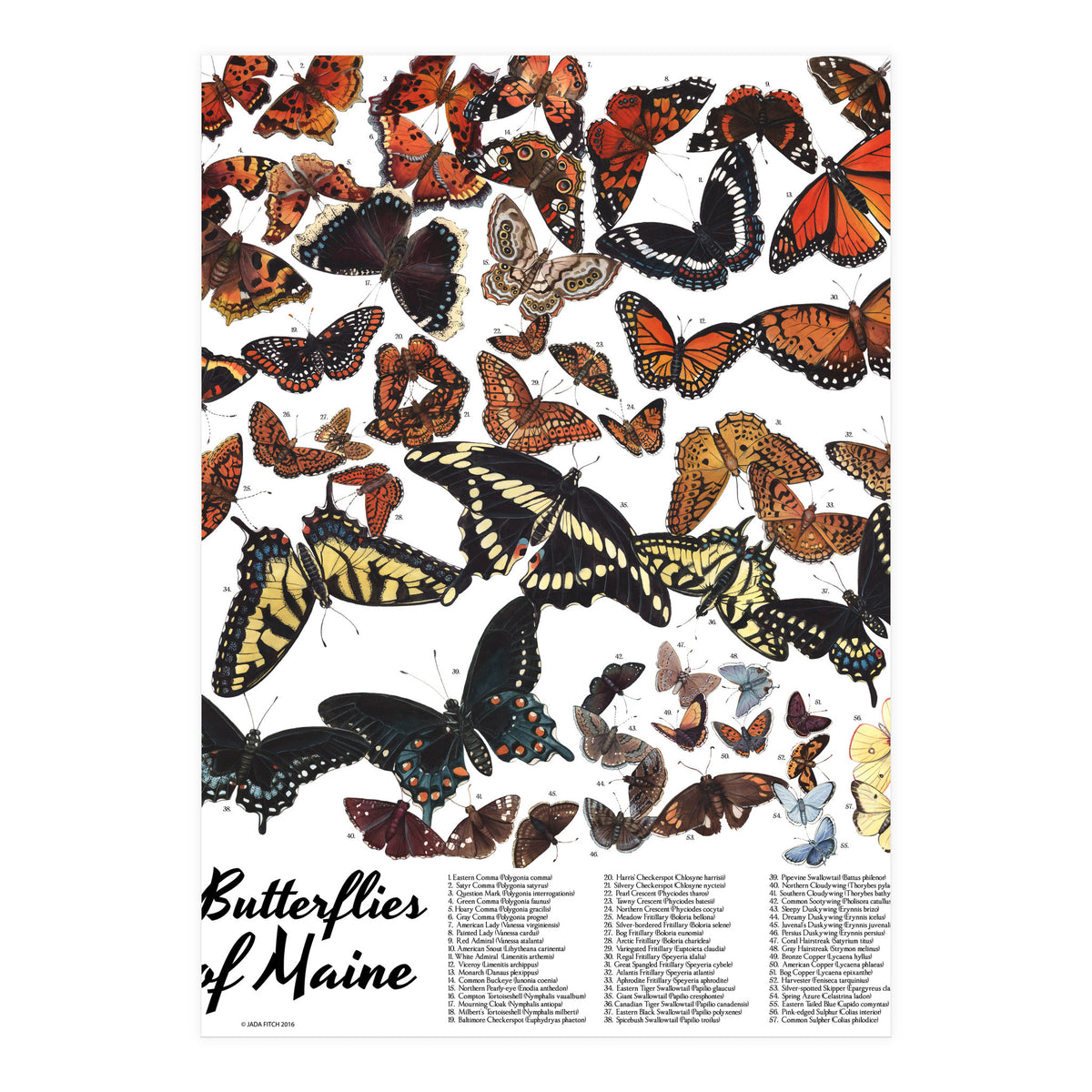 Maine Butterflies Chart (Print Only)