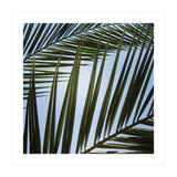 palm fronds (Print Only) thumbnail