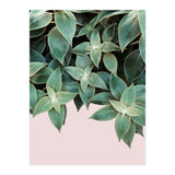 pianta pink (Print Only) thumbnail