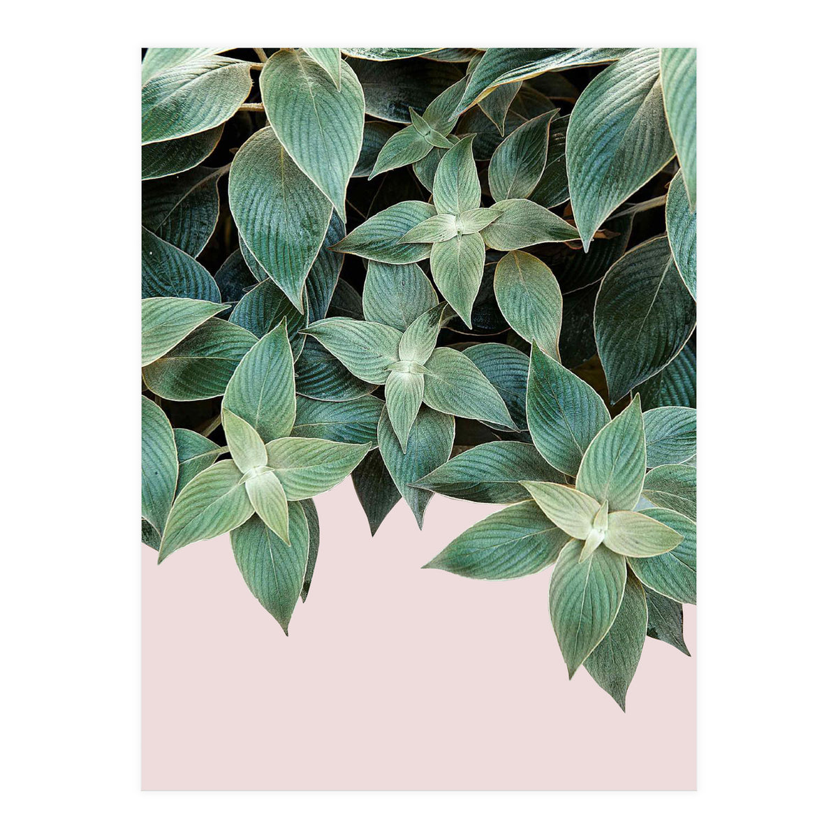 pianta pink (Print Only)