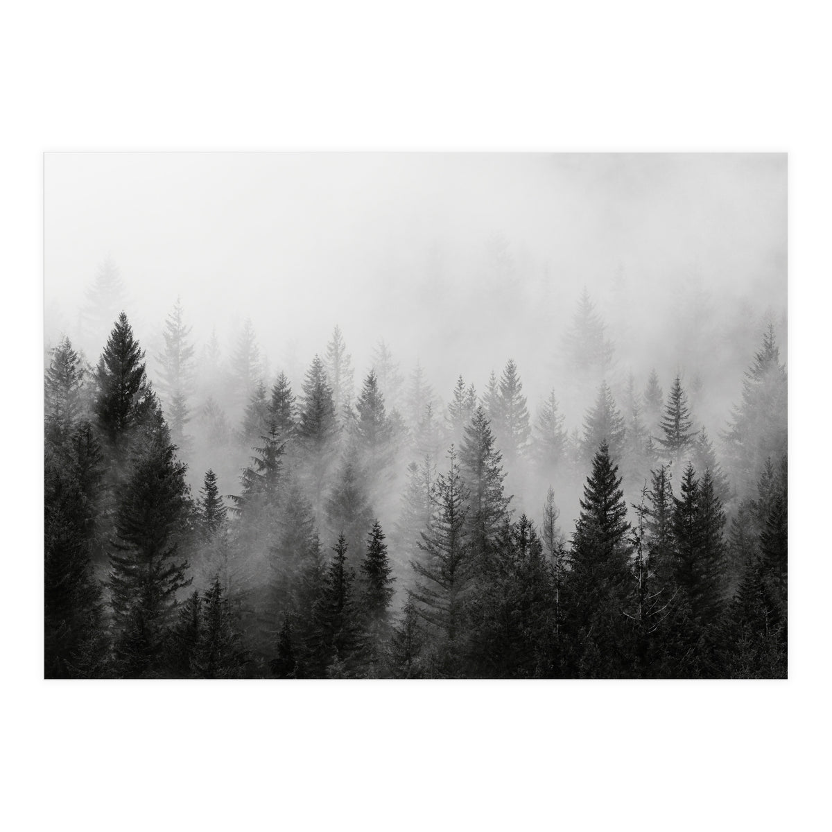Black and White Forest (Print Only)