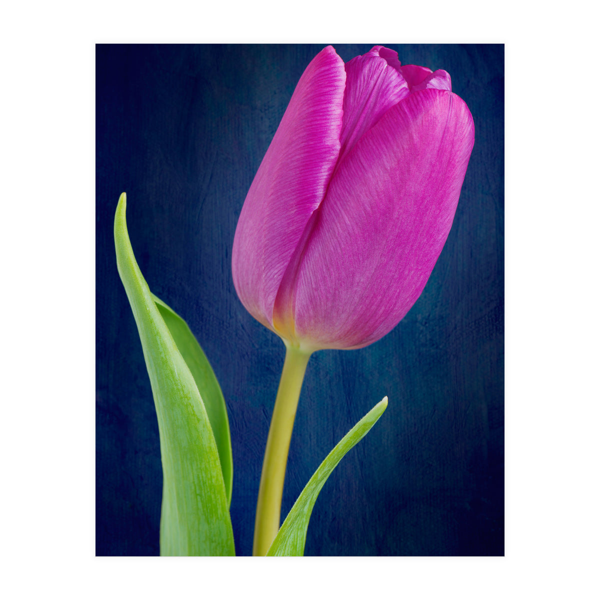 Tulip (Print Only)