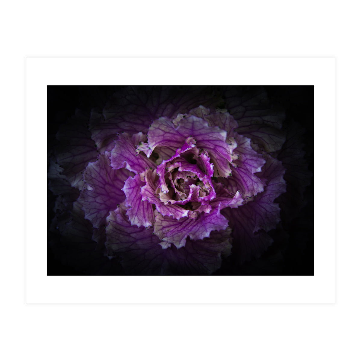 Backyard Flowers No 42 Color Version (Print Only)