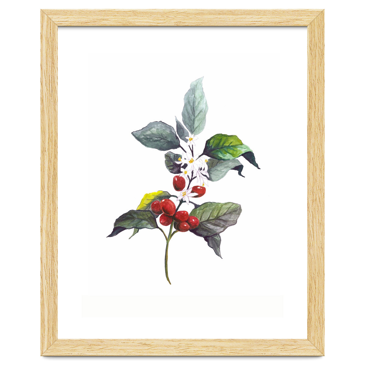 1 Botanical Illustration Kaffee Pflanze