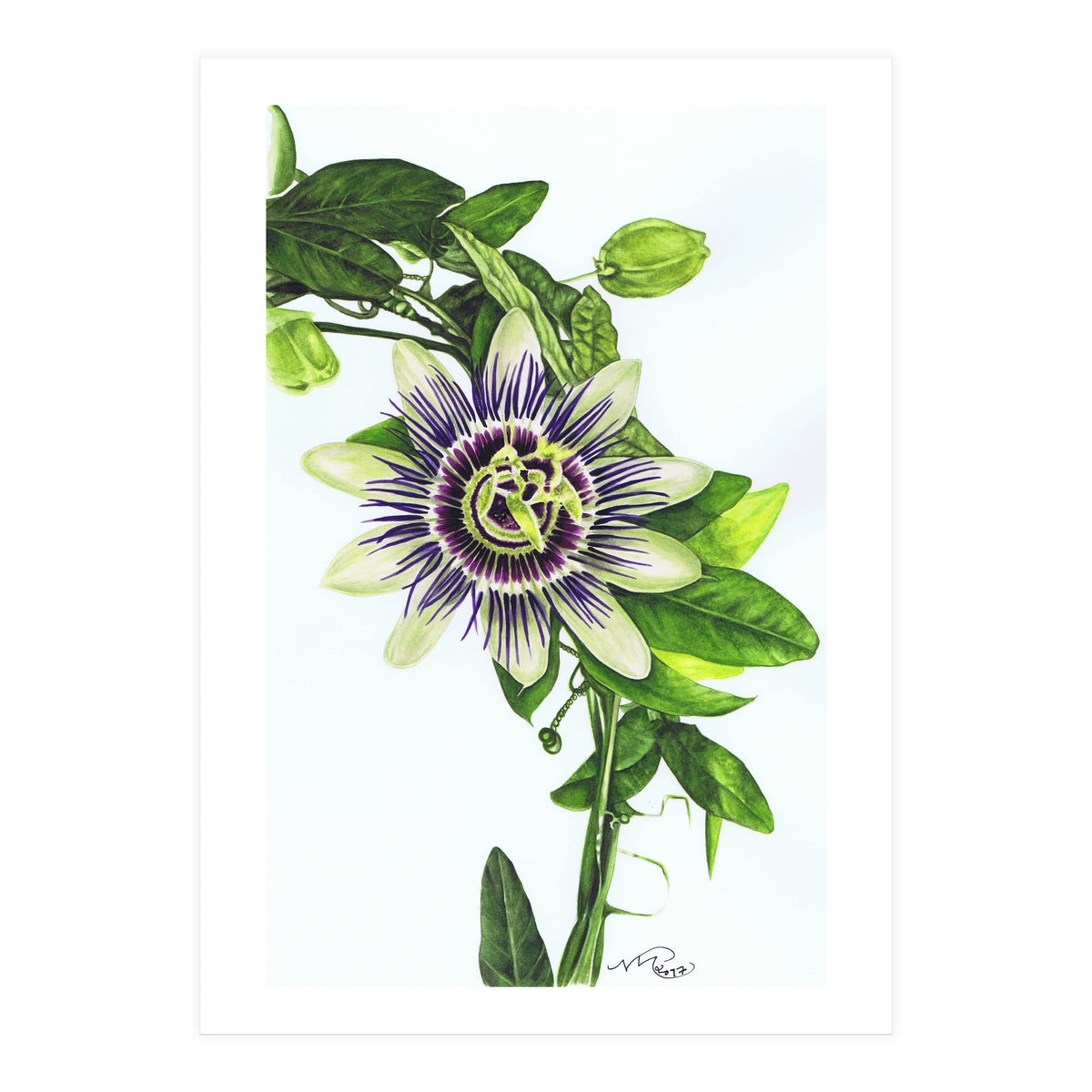 Passion Flower (Print Only)