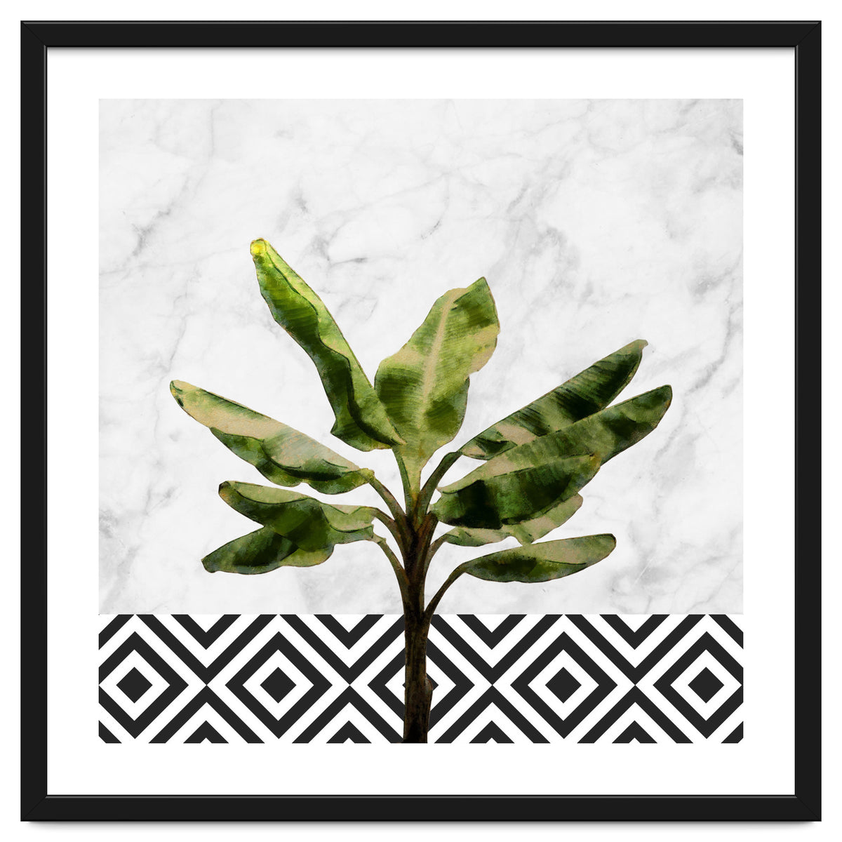 Banana Plant On White Marble And Checker Wall