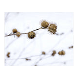 Winter Thistles (Print Only) thumbnail