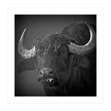 Water buffalo (Print Only) thumbnail