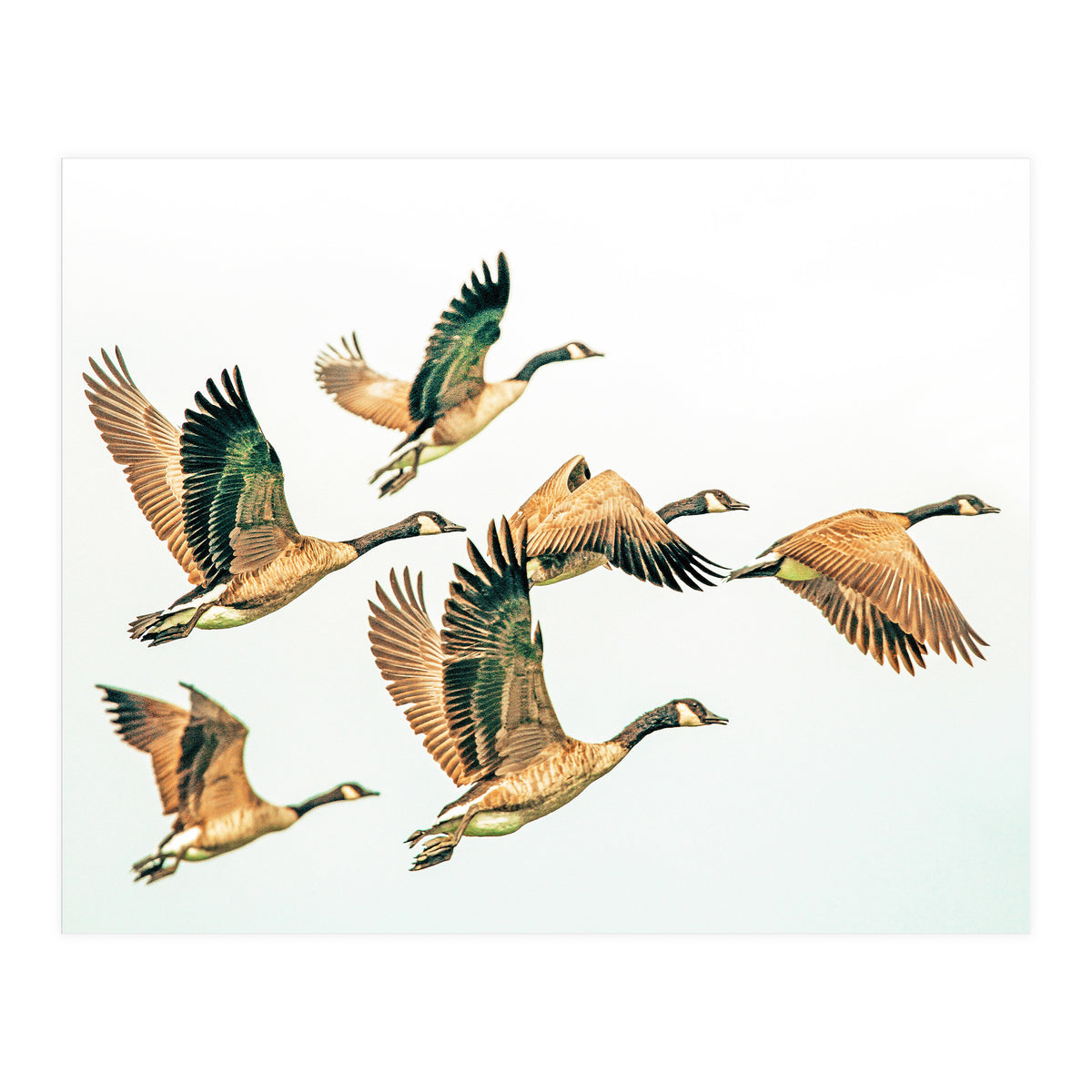 Fly Away Ii (Print Only)