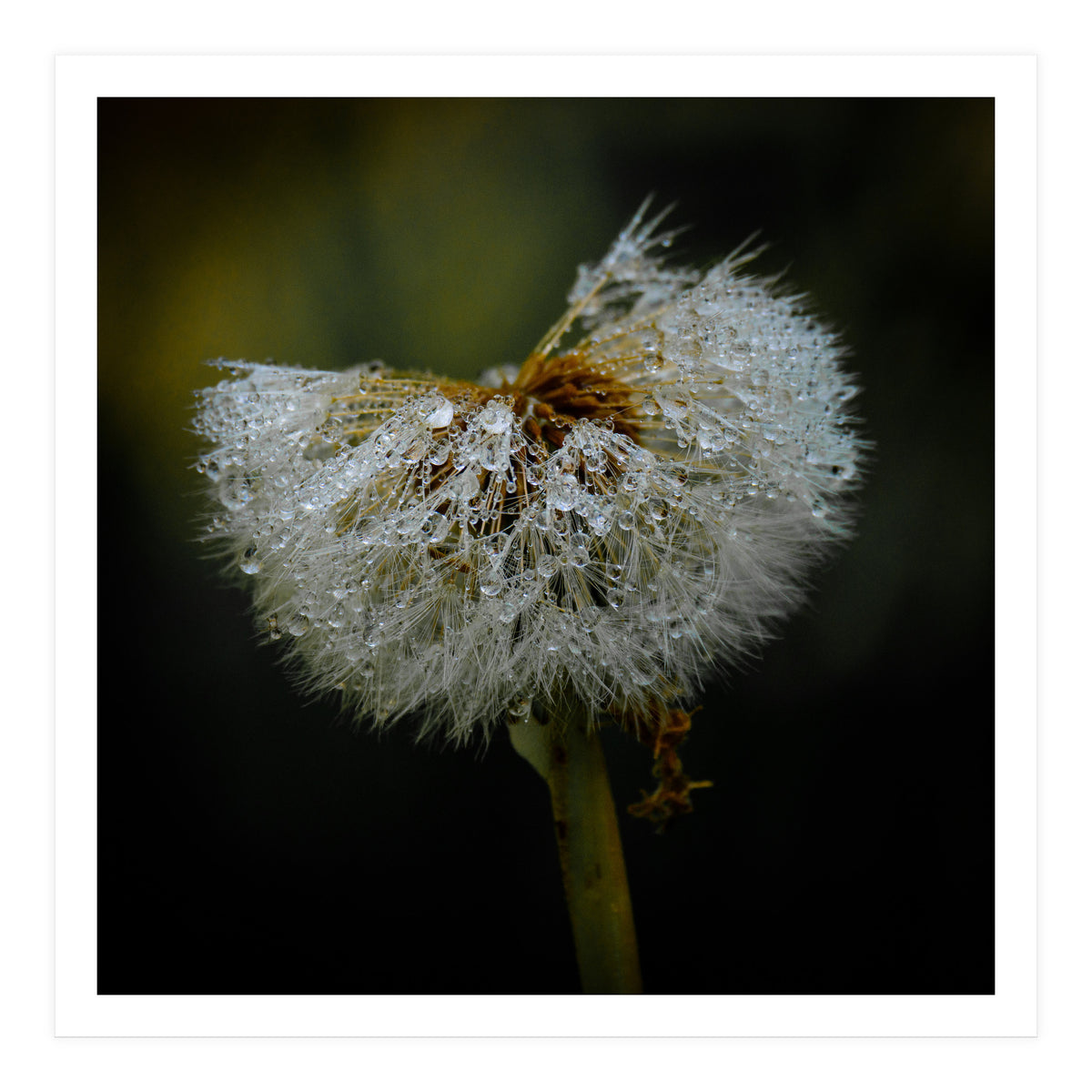 Dandelion with Raindrops (Print Only)