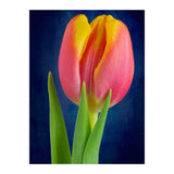 Tulip (Print Only) thumbnail