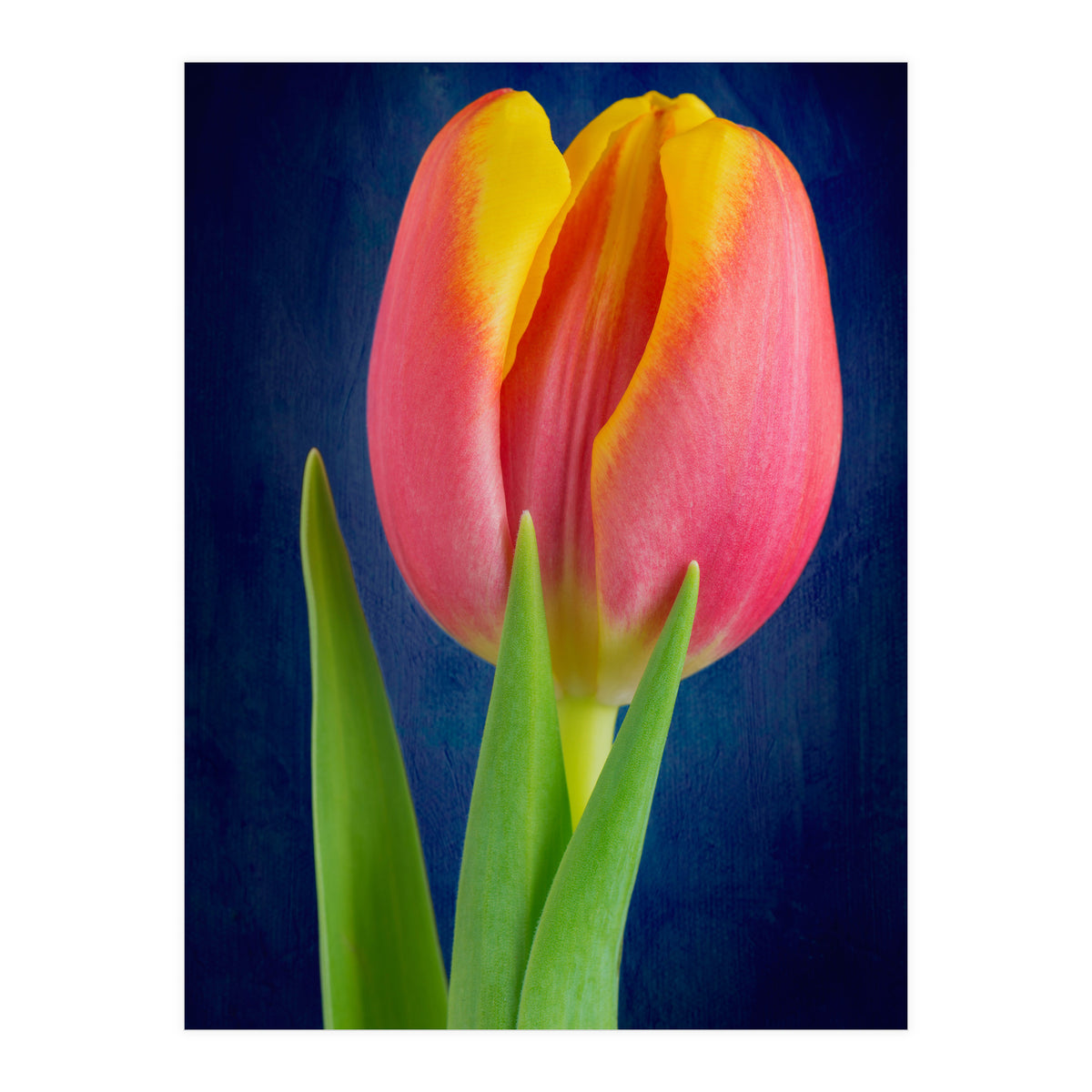 Tulip (Print Only)