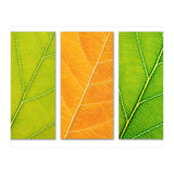 Autumn Leaves (Print Only) thumbnail