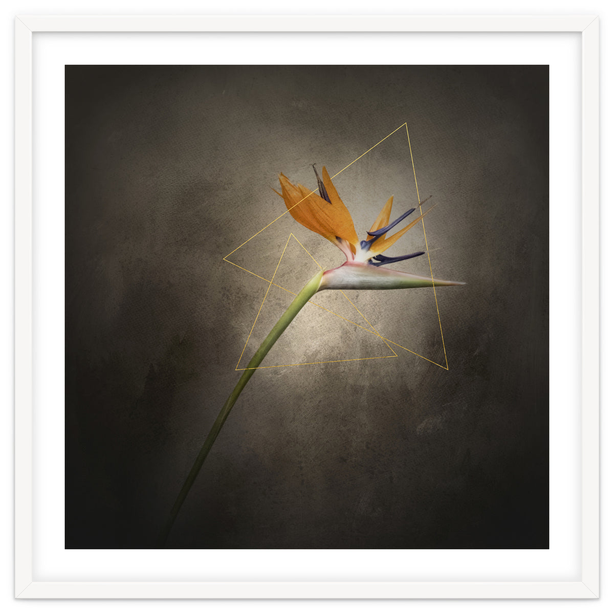 Graceful flower - Strelitzia | vintage style
