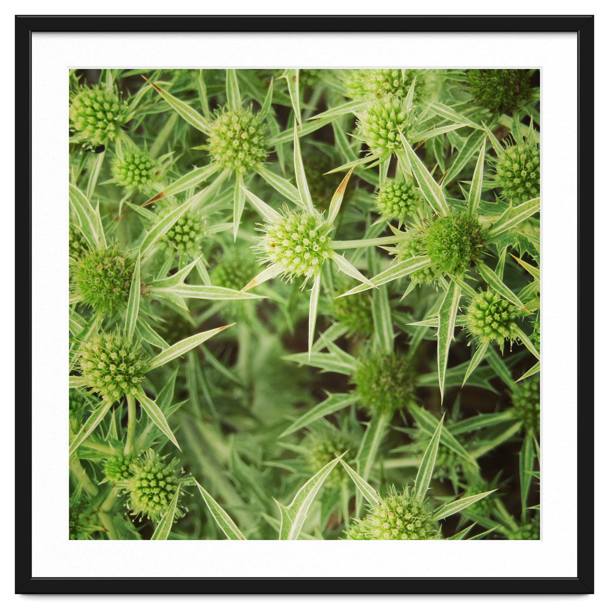 Green thistles