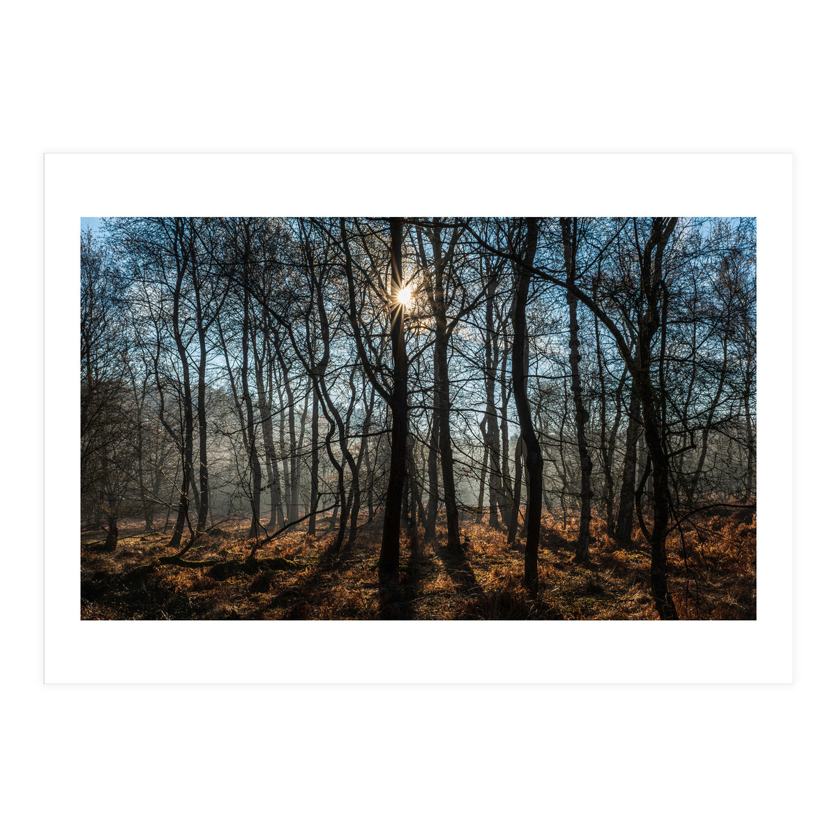 A Special Morning in Heath Warren Woods - Hampshire (Print Only)