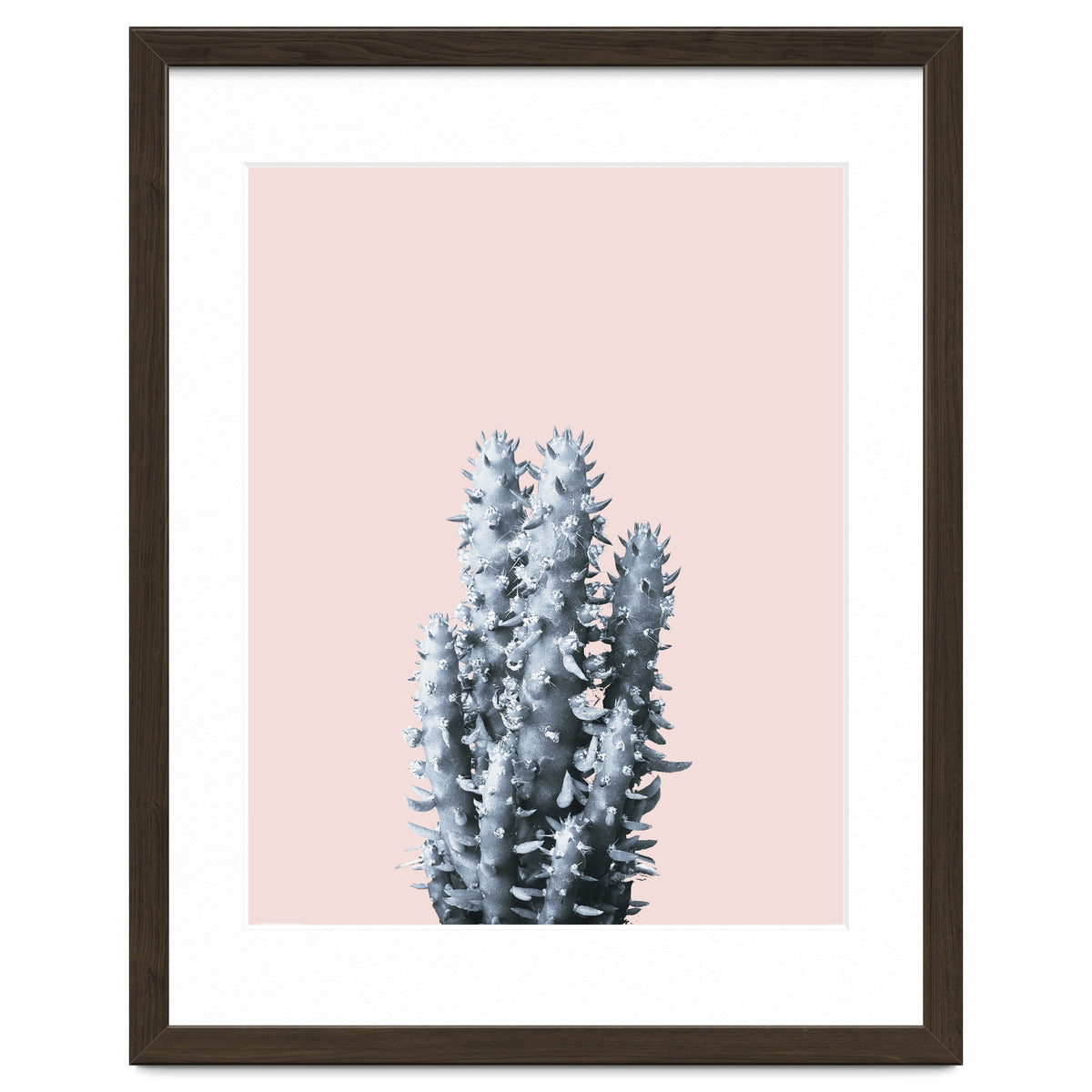 Cactus collection BL-III