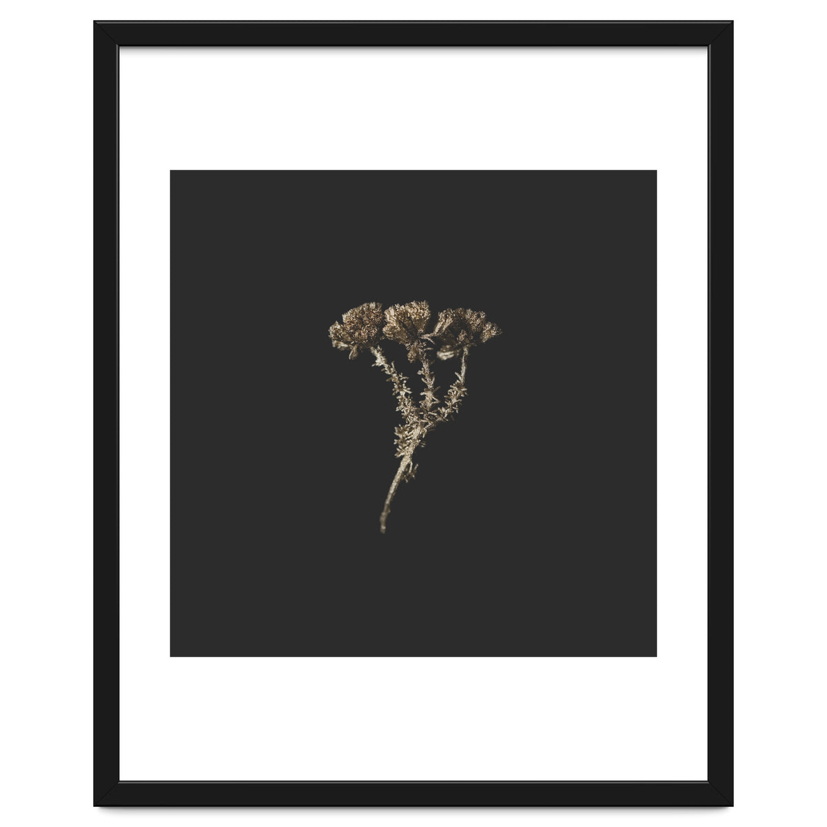 Gold Burst Botanicals - Square