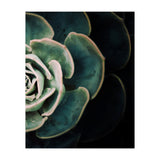 Darkside Of Succulents 4-B (Print Only) thumbnail