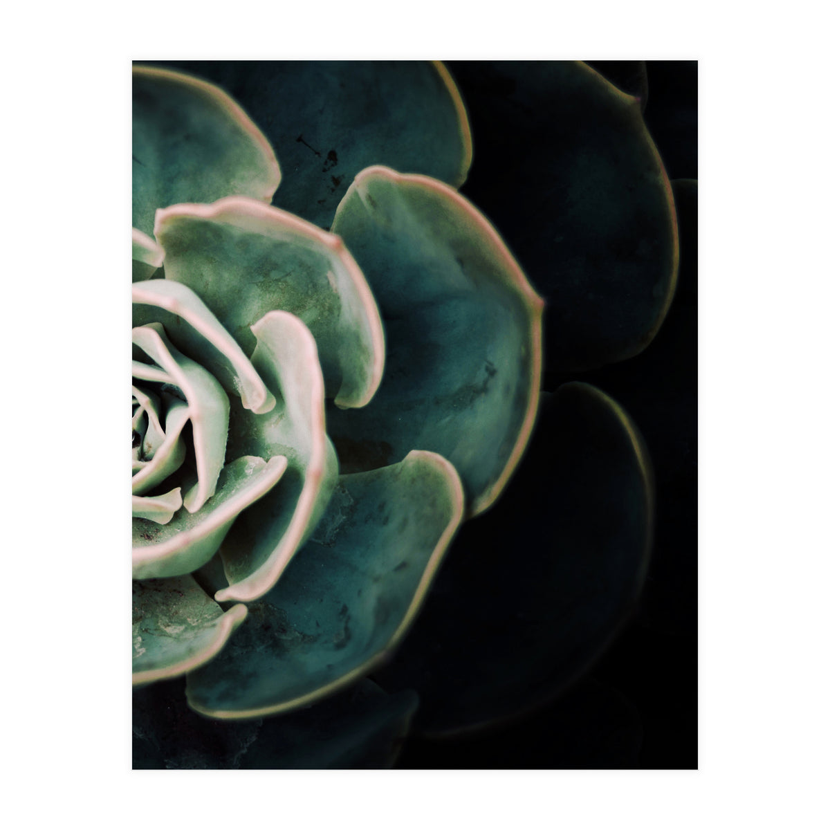 Darkside Of Succulents 4-B (Print Only)