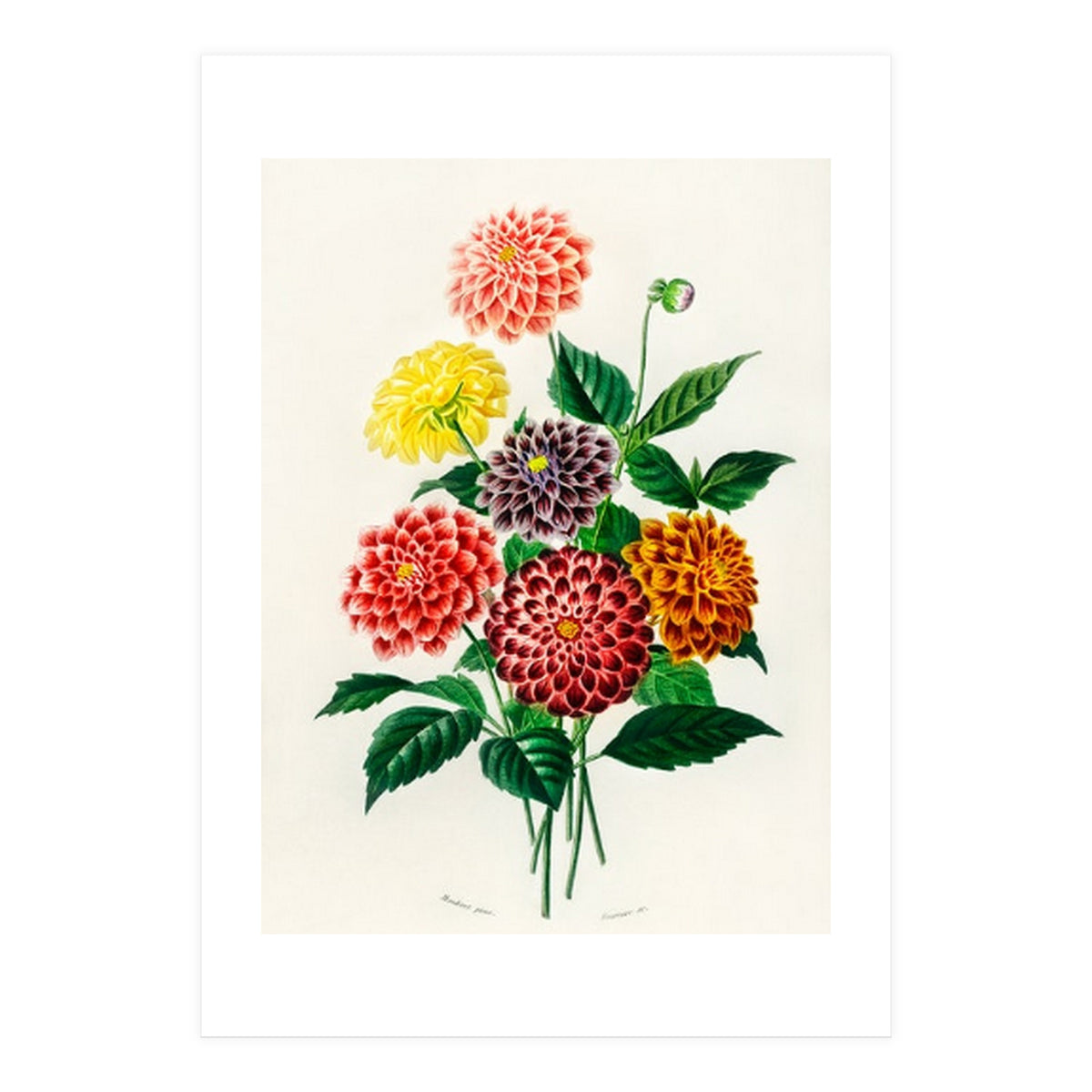 Dahlia illustrated (Print Only)