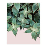 pianta pink (Print Only) thumbnail